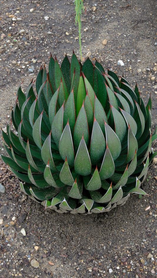 Image of Mangave 'Praying Hands' PP 34,508 taken at Walters Gardens, MI by JLBG