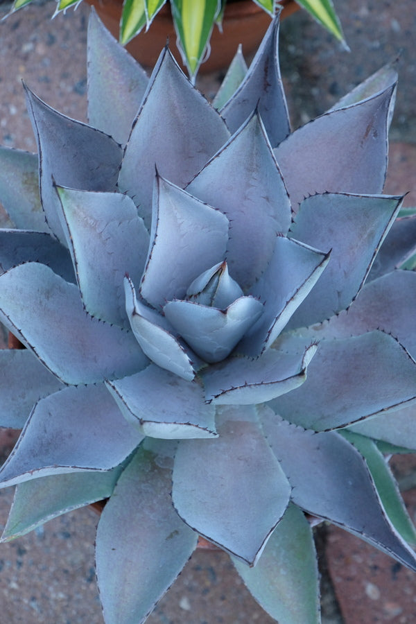 Image of Mangave 'Purplicious' taken at Juniper Level Botanic Gdn, NC by JLBG