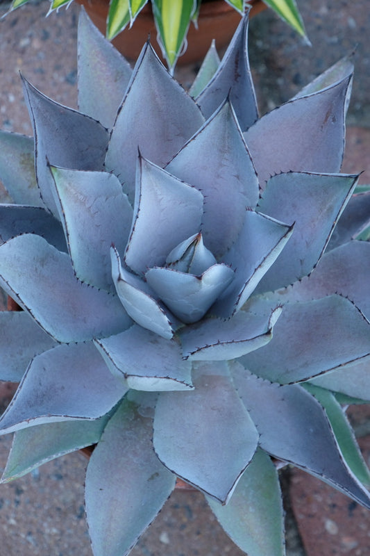 Image of Mangave 'Purplicious' taken at Juniper Level Botanic Gdn, NC by JLBG