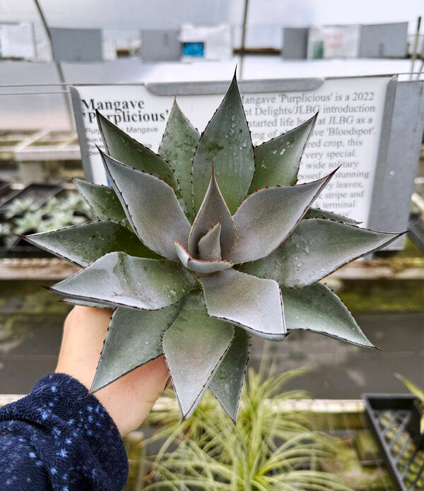 Image of Mangave 'Purplicious'