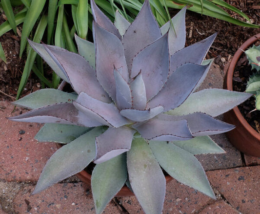 Image of Mangave 'Purplicious' taken at Juniper Level Botanic Garden, Raleigh NC by JLBG