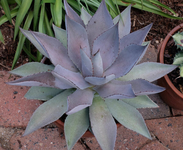 Image of Mangave 'Purplicious' taken at Juniper Level Botanic Garden, Raleigh NC by JLBG