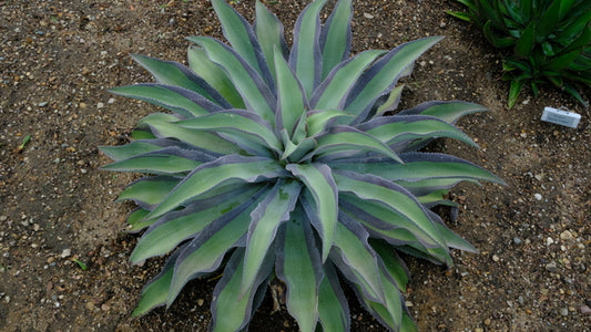 Image of Mangave 'Queen for a Day' PP 32,711 taken at Walters Gardens, MI by JLBG