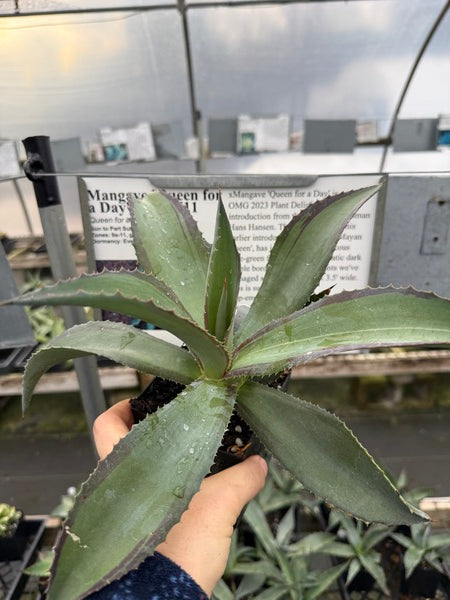 Image of Mangave 'Queen for a Day' PP 32,711