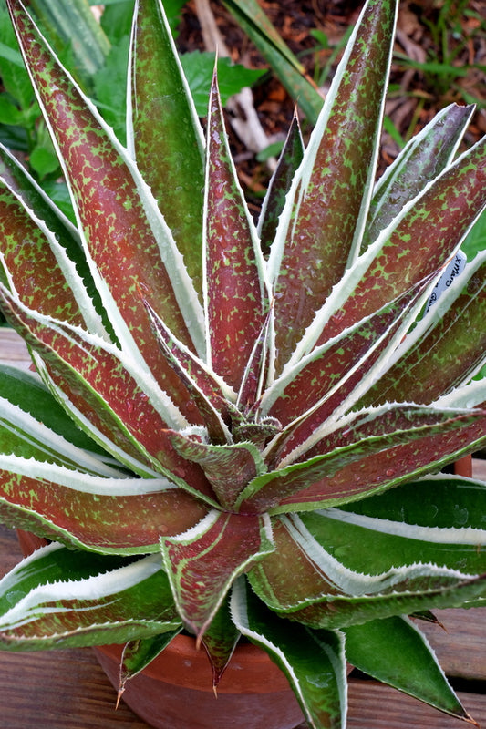 Image of Mangave 'Queen of Hearts' taken at Juniper Level Botanic Gdn, NC by JLBG