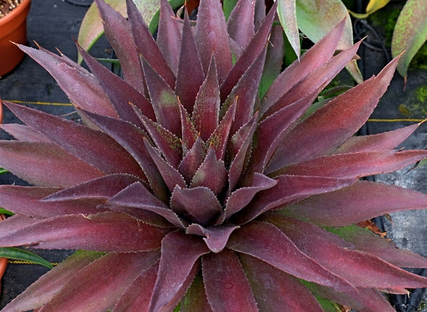 Mangave | Mangave Plant | Mangave for Sale