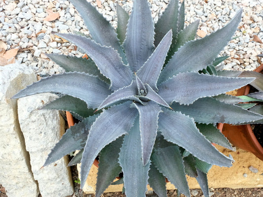 Image of Mangave 'Silver Fox' PP 29,642 taken at Juniper Level Botanic Gdn, NC