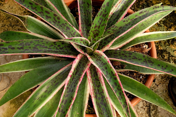 Image of Mangave 'Snow Leopard' PP 31,137 taken at Walters Gardens, MI by T. Avent