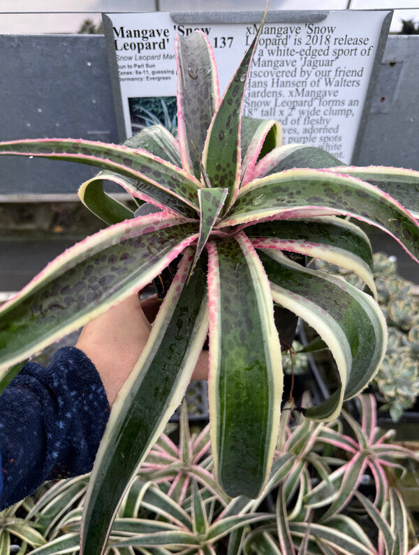 Image of Mangave 'Snow Leopard' PP 31,137