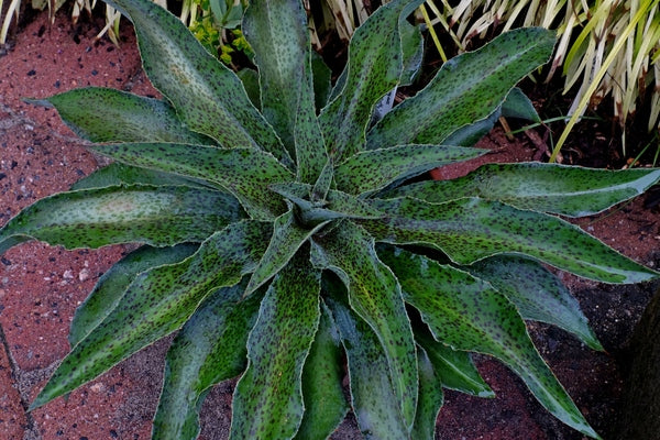 Image of Mangave 'Spotty Dotty' PP 29,917