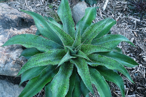 Image of Mangave 'Spotty Dotty' PP 29,917