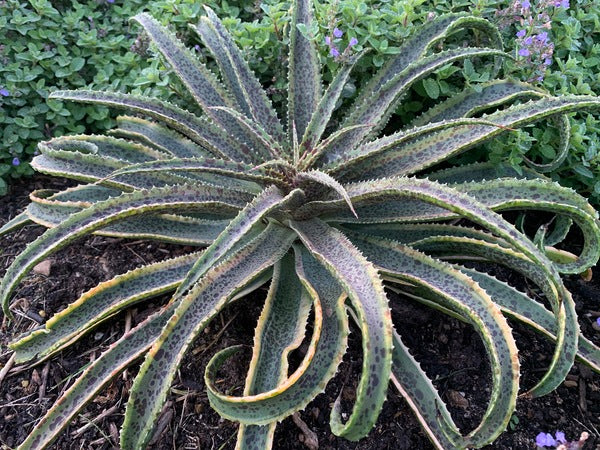 Mangave | Mangave Plant | Mangave for Sale