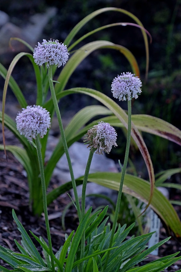 Image of Marshallia caespitosa