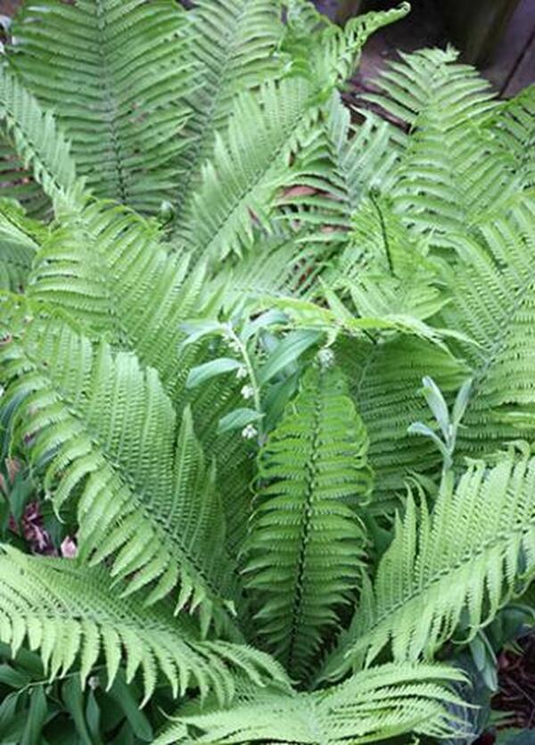 Image of Matteuccia struthiopteris 'The King' taken at Juniper Level Botanic Gdn, NC by JLBG