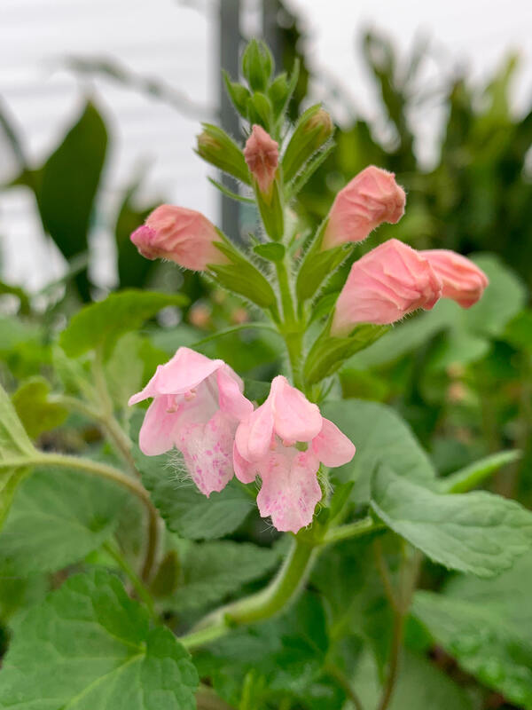 Image of Meehania cordata 'Roby Rose' taken at Juniper Level Botanic Gdn, NC by L. Churakova