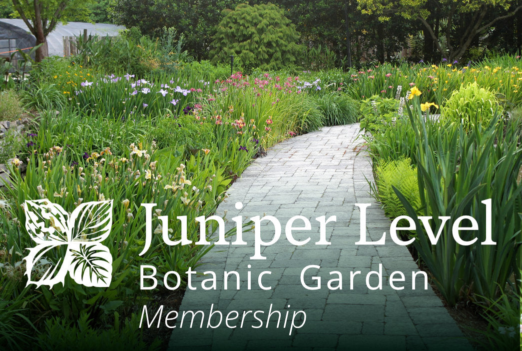 Learn about Perennial Encyclopedia