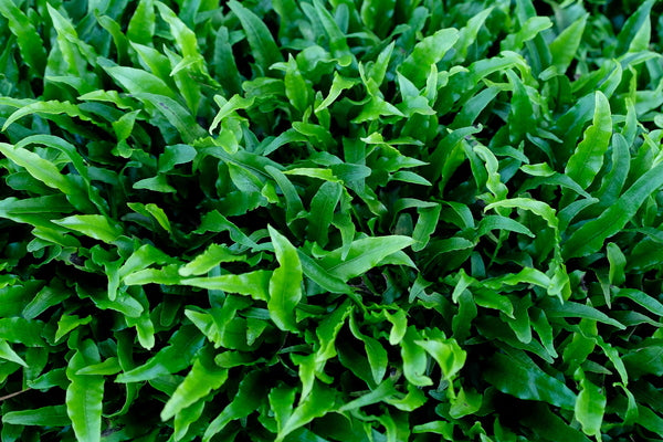 Image of Microsorum buergerianum 'Datun' taken at Juniper Level Botanic Gdn, NC