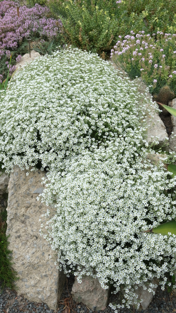 Image of Minuartia laricifolia taken at Juniper Level Botanic Gdn, NC by JLBG