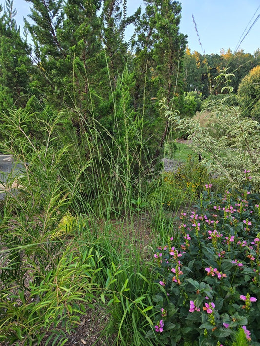 Image of Molinia caerulea ssp. arundinacea 'Cordoba' taken at Juniper Level Botanic Gdn, NC by JLBG