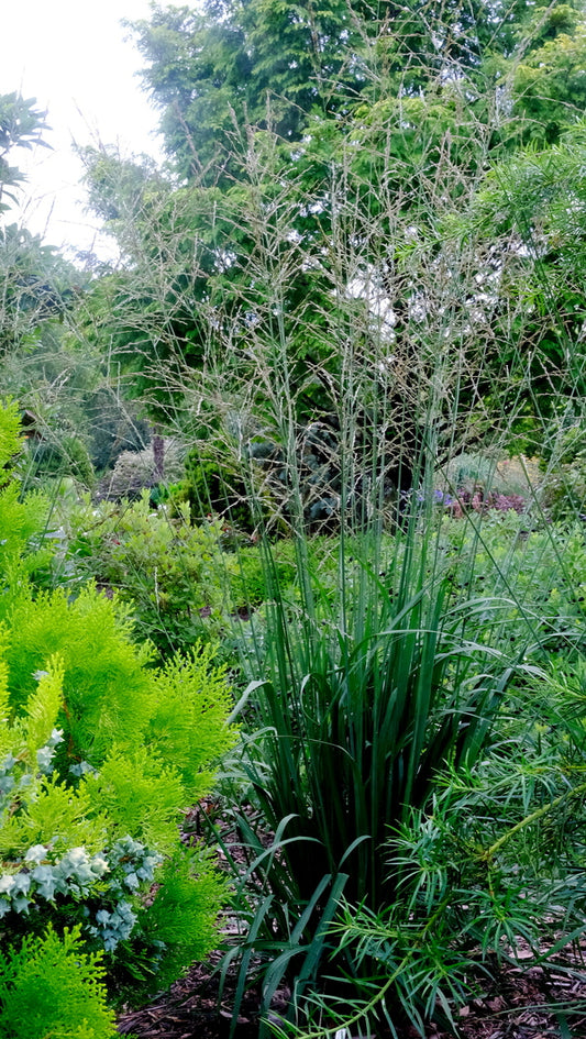 Image of Molinia caerulea ssp. arundinacea 'Windspiel' taken at Juniper Level Botanic Gdn, NC by JLBG