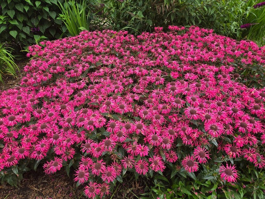 Image of Monarda 'Pink Chenille' PP 35,287 taken at Juniper Level Botanic Gdn, NC by JLBG