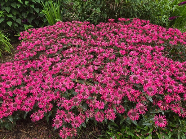 Monarda 'Pink Chenille' PP 35,287