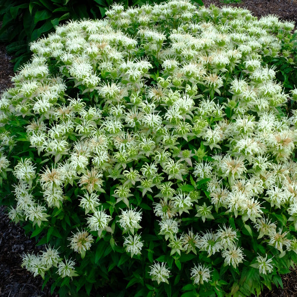 Image of Monarda luteola 'Coconut Lime' taken at Juniper Level Botanic Gdn, NC by JLBG