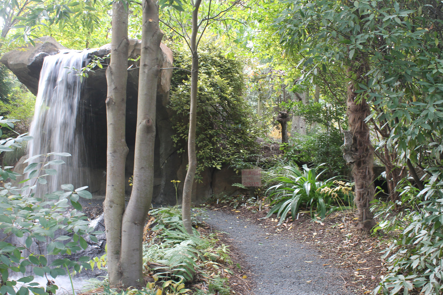 A view of the path to the Mt. Michelle waterfall surrounded by various plants