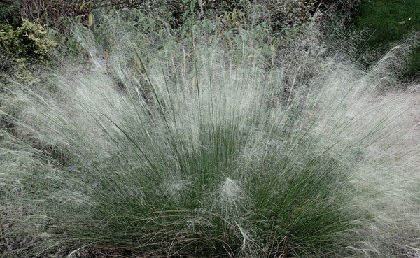 Image of Muhlenbergia sericea 'White Cloud' taken at Juniper Level Botanic Gdn, NC by JLBG
