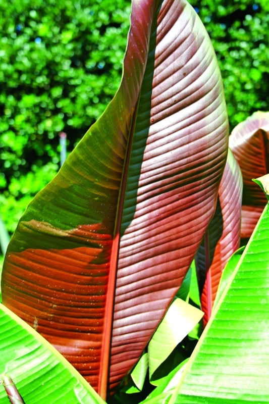 Image of Musa 'Darjeeling Giant' taken at Juniper Level Botanic Gdn, NC by JLBG