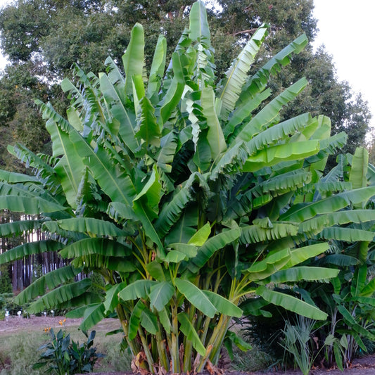 Image of Musa balbisiana var. balbisiana taken at Juniper Level Botanic Gdn, NC by JLBG