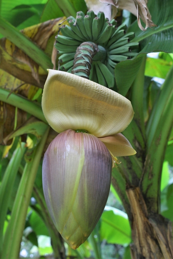Musa Banana | Musa Plants | Musa Banana Tree