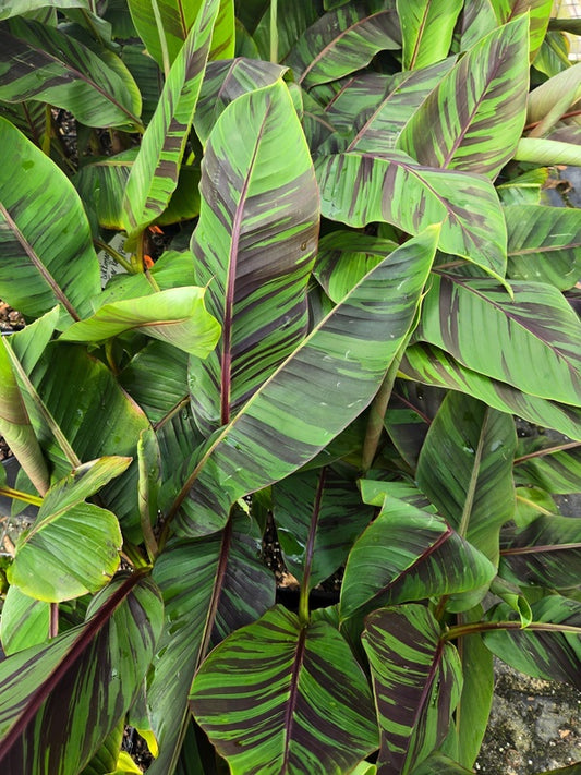 Image of Musa sikkimensis 'Ever Red' taken at Juniper Level Botanic Gdn, NC by JLBG
