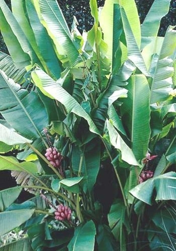 Image of Musa velutina taken at Juniper Level Botanic Gdn, NC by JLBG