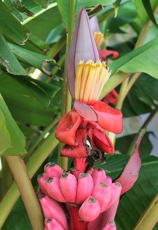 Image of Musa velutina taken at Juniper Level Botanic Gdn, NC by JLBG