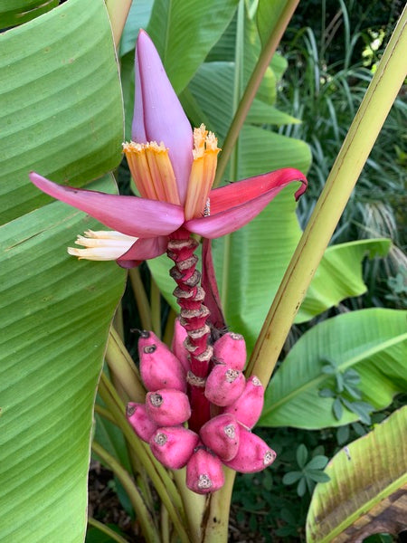 Image of Musa velutina taken at Juniper Level Botanic Gdn, NC by L. Churakova