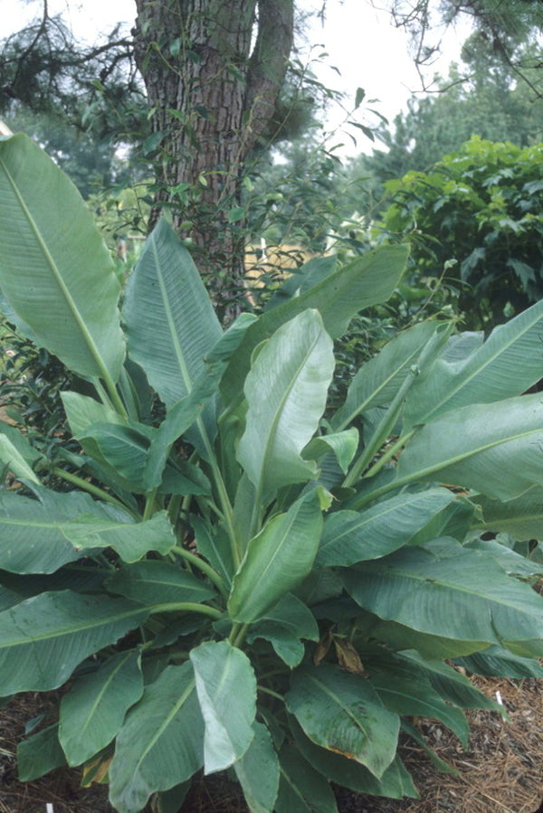 Image of Musella lasiocarpa taken at Juniper Level Botanic Gdn, NC by JLBG