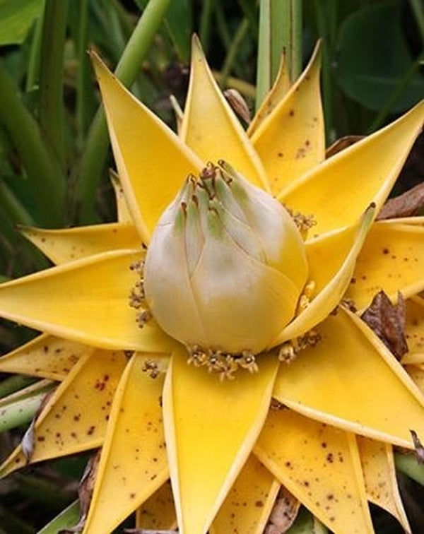 Image of Musella lasiocarpa taken at Juniper Level Botanic Gdn, NC by JLBG