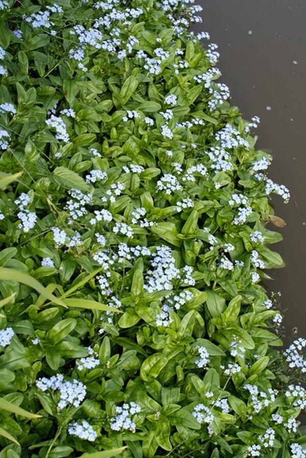 Image of Myosotis palustris 'Southern Blues' taken at Juniper Level Botanic Gdn, NC by JLBG
