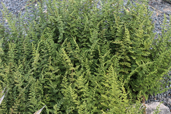 Image of Myriopteris lanosa 'Montgomery'