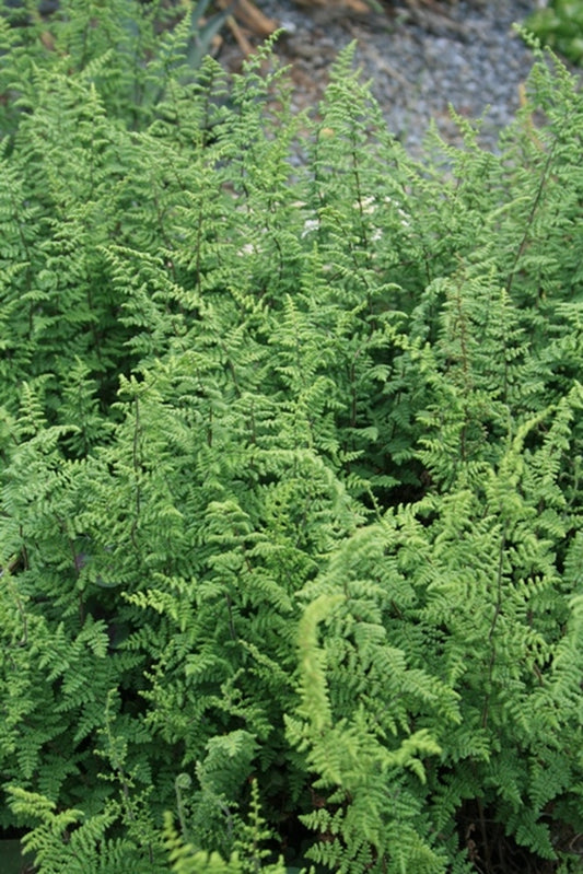 Image of Myriopteris lanosa taken at Juniper Level Botanic Gdn, NC by JLBG