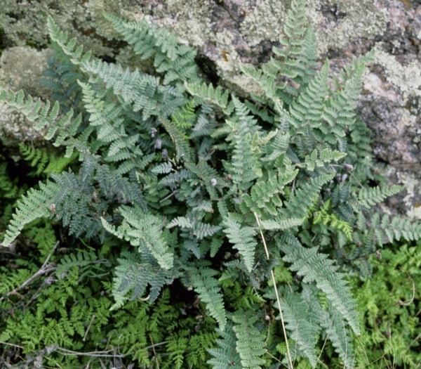 Image of Myriopteris tomentosa taken at In Situ Willow City, TX