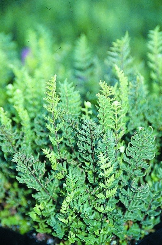 Image of Myriopteris wrightii taken at Juniper Level Botanic Gdn, NC by JLBG