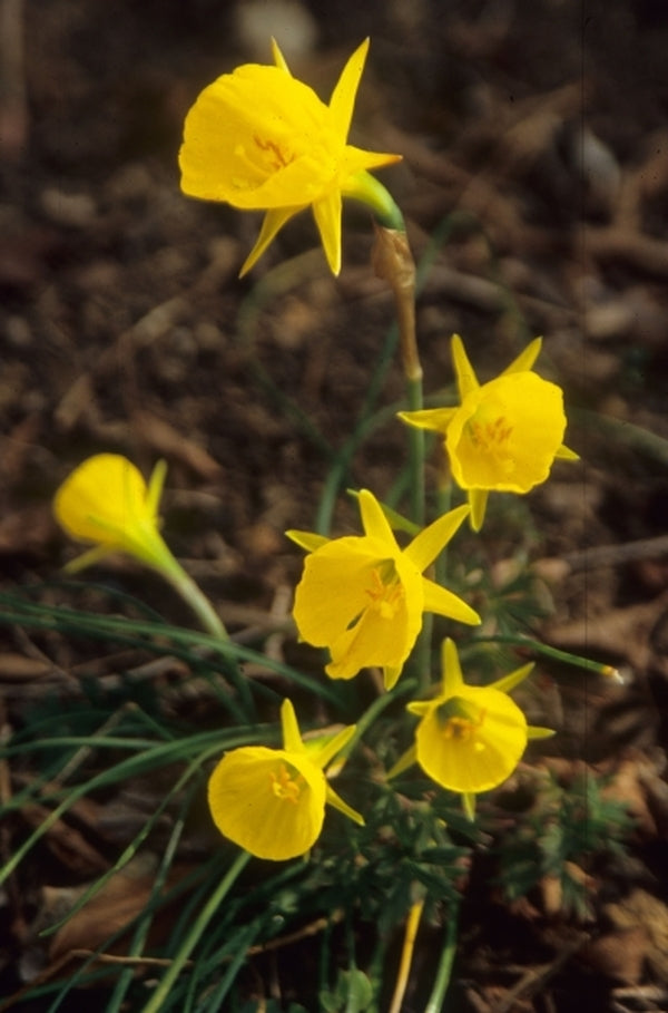 Image of Narcissus bulbocodium 'Diamond Ring' taken at Sauls Road