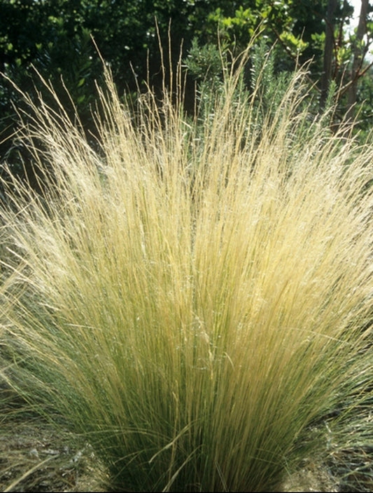 Image of Nassella tenuissima taken at Missouri Botanic Gdn, MO