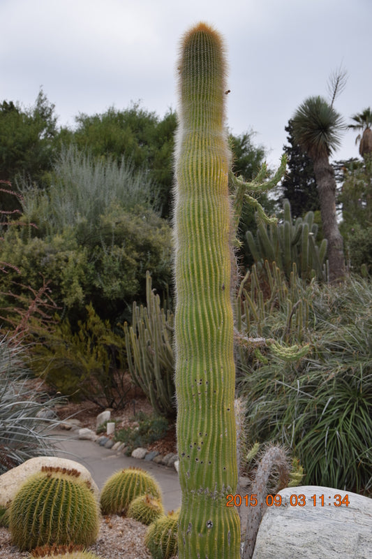 Image of Neobuxbaumia polylopha taken at The Huntington by JLBG