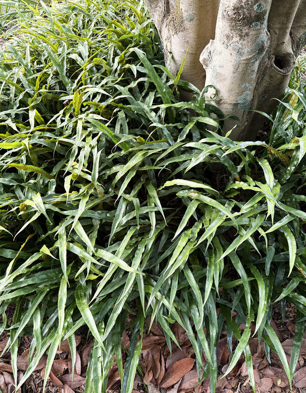 Image of Neolepisorus fortunei 'Green Ribbons' taken at Juniper Level Botanic Garden, Raleigh NC by Lidia Churakova