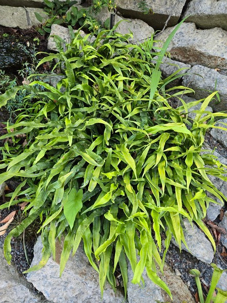 Image of Neolepisorus fortunei 'Green Ribbons' taken at Juniper Level Botanic Gdn, NC by JLBG