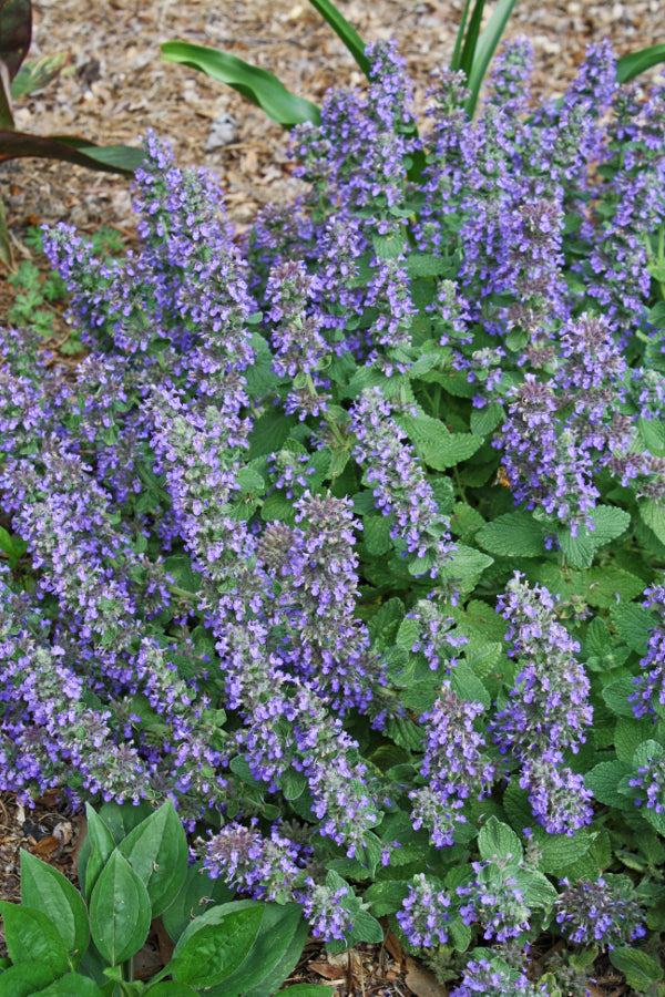 Image of Nepeta 'Purple Haze' PP 23,180 taken at Juniper Level Botanic Gdn, NC by JLBG