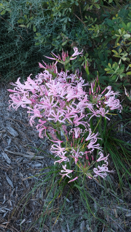 Image of Nerine angustifolia taken at Juniper Level Botanic Gdn, NC by JLBG